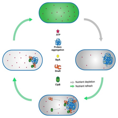 More then the molecular currency