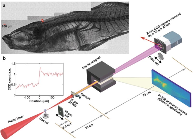 High-resolution phase-contrast imaging of biological specimens using a stable betatron X-ray source in the multiple-exposure mode